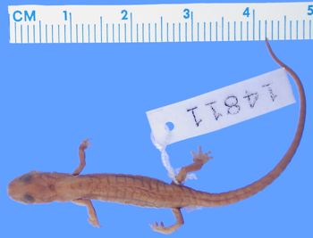 Media type: image; Herpetology A-14811